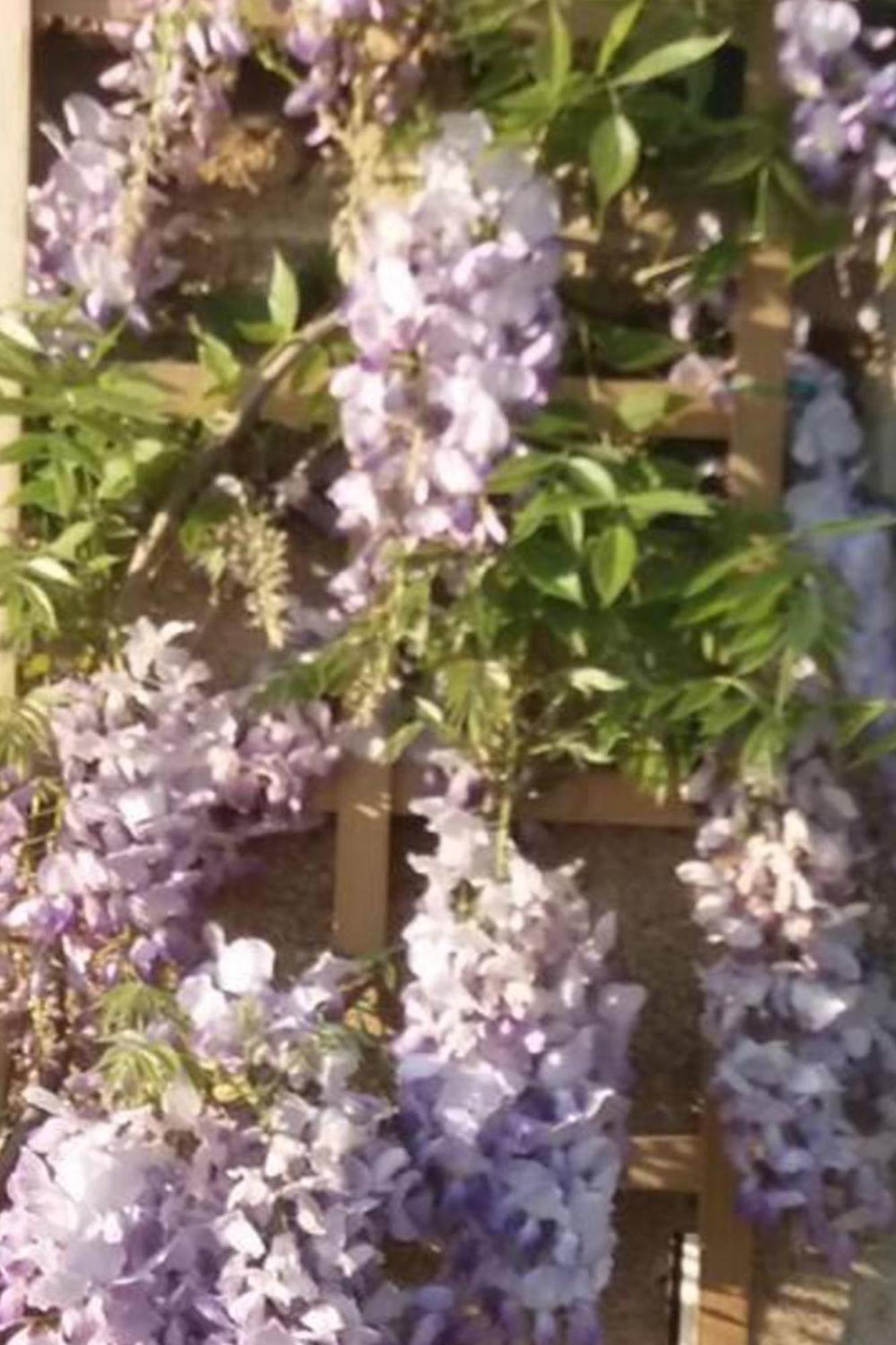 Mortain-Bocage - 2-Bed Wisteria Cottage - Sleeps 4 Notre-Dame-du-Touchet Exterior foto